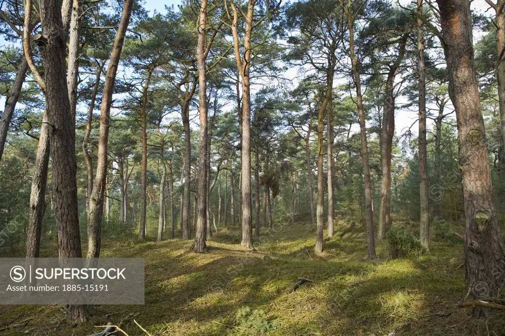 Germany, Mecklenburg-Lower Pomerania, Fischland-Darss-Zingst, Pine forest