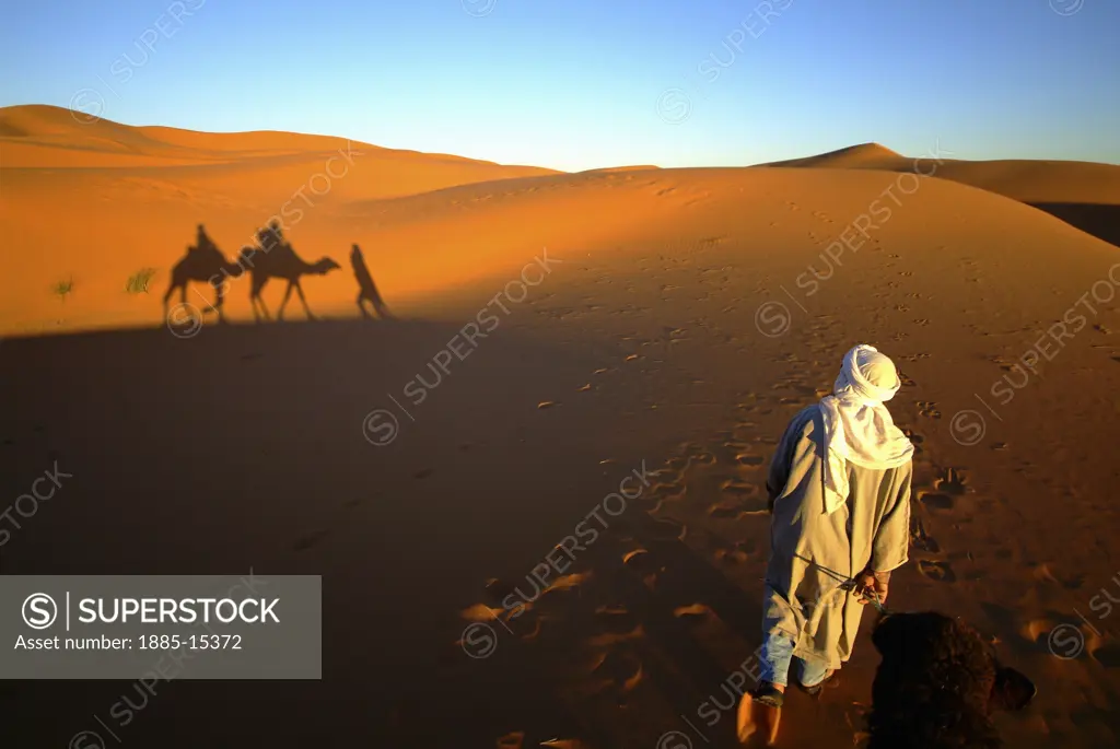 Morocco, , Merzouga, Camel being led in the desert