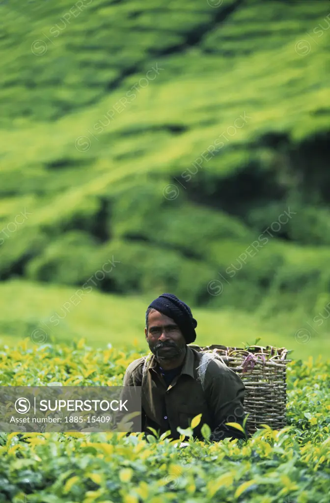Malaysia, , Cameron Highlands, Tea plantation worker
