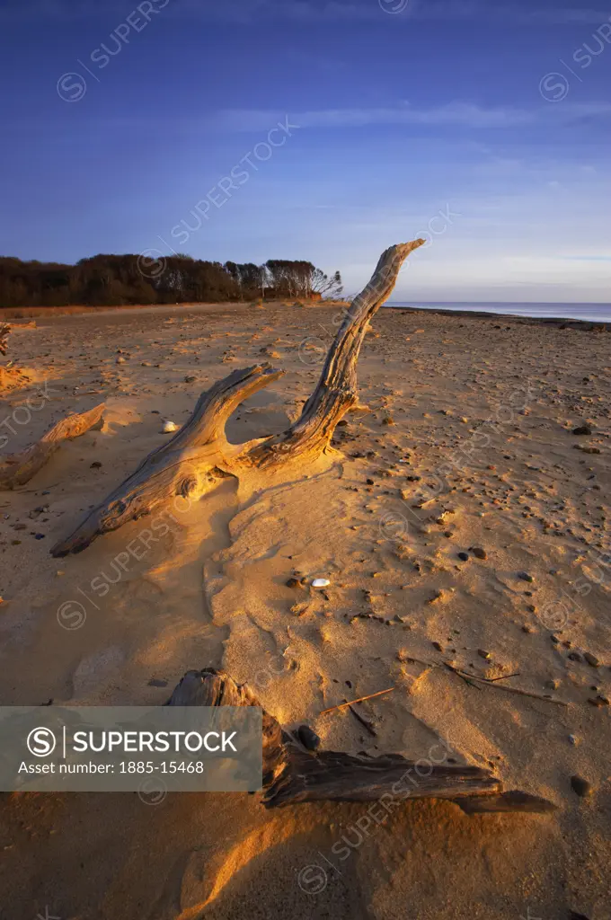 UK - England, Suffolk, Benacre, Driftwood on Benacre beach