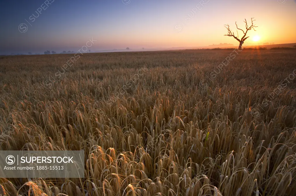 UK - England, Norfolk, Norfolk Broads, Sunrise over barley field
