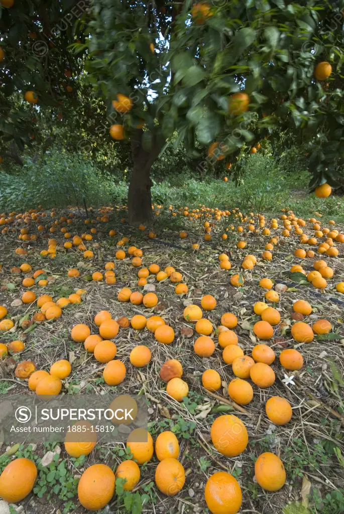 Cyprus, South, General, Fallen oranges in orange grove
