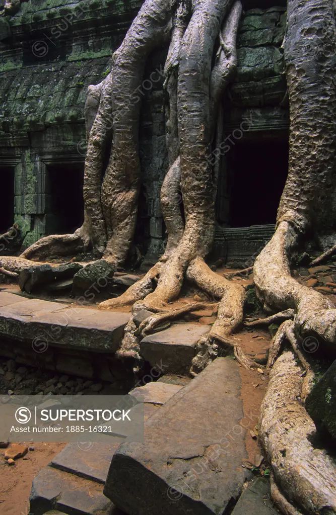 Cambodia, , Angkor , Ta Prohm Temple
