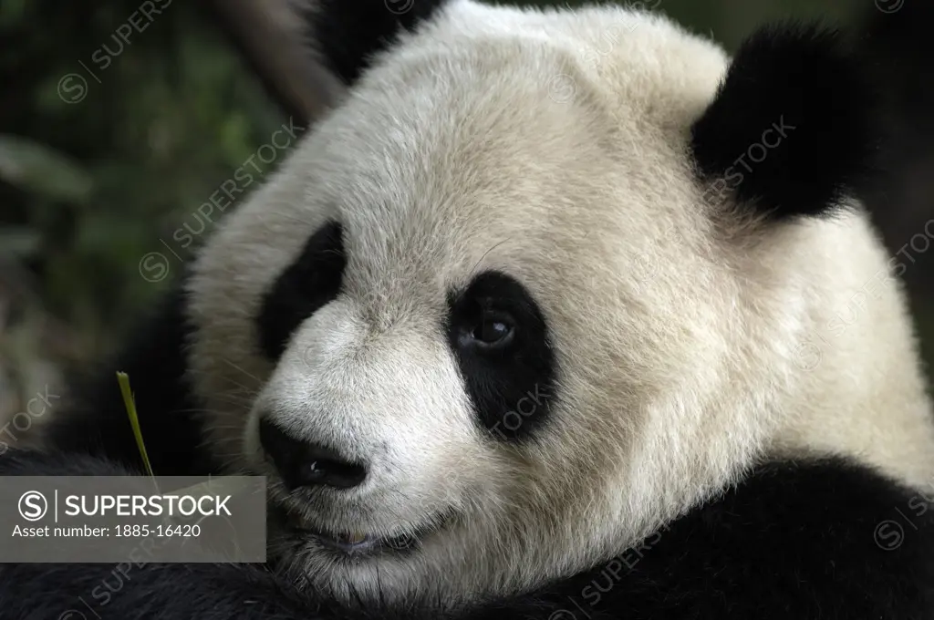 China, , Chengdu, Close up of giant panda 