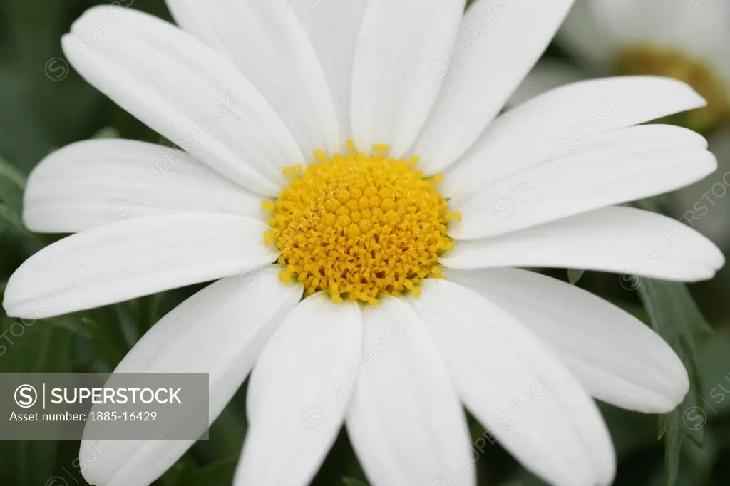Natural World, Flowers and Foliage, , Daisy