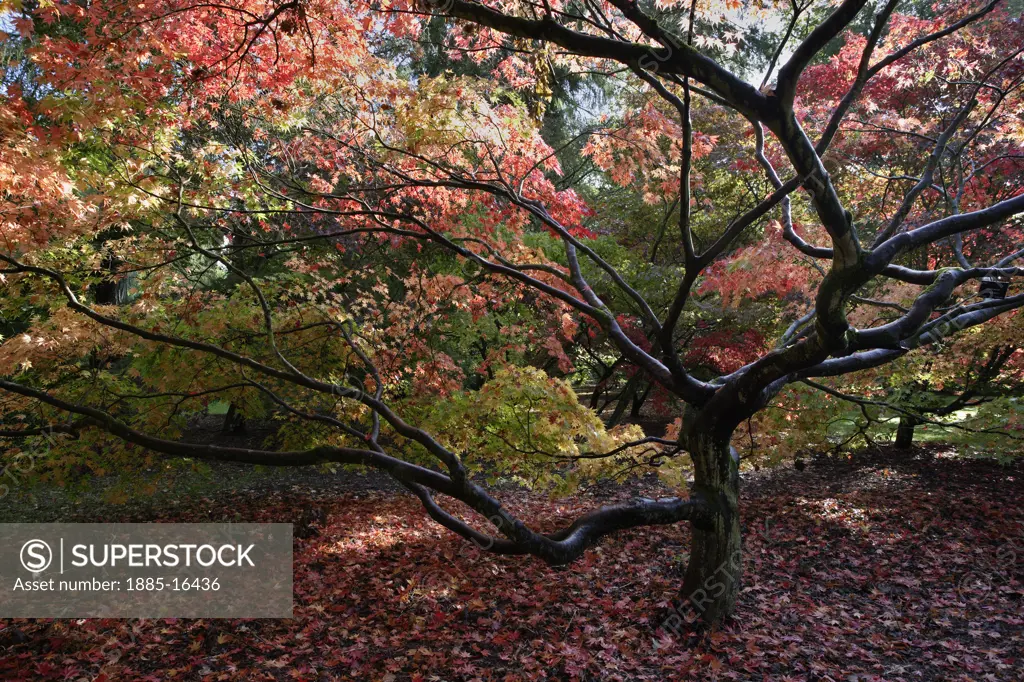 Natural World, Trees, , Japanese Maple
