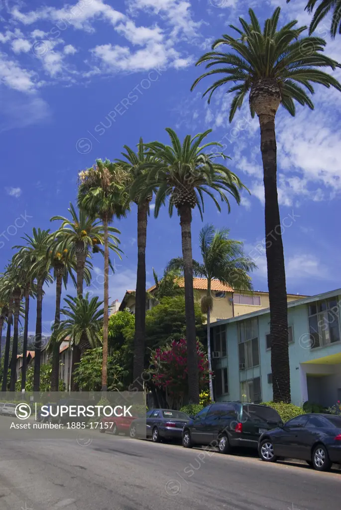 USA, California, Los Angeles, Palm trees on Hollywood Boulevard