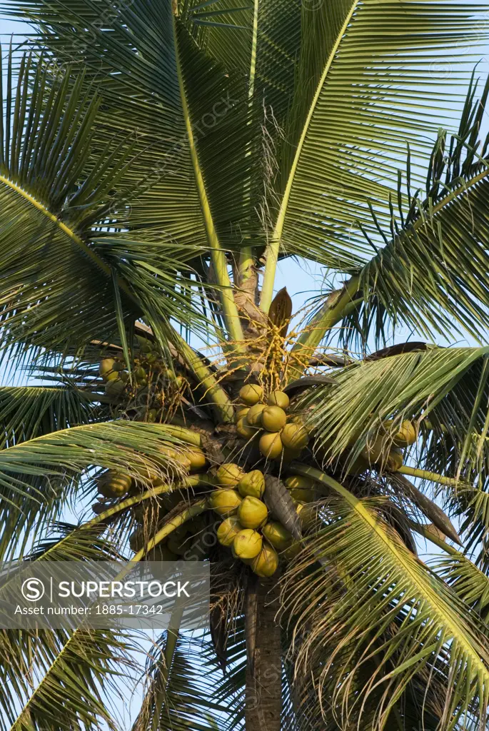 India, Goa, General, Detail of coconut tree