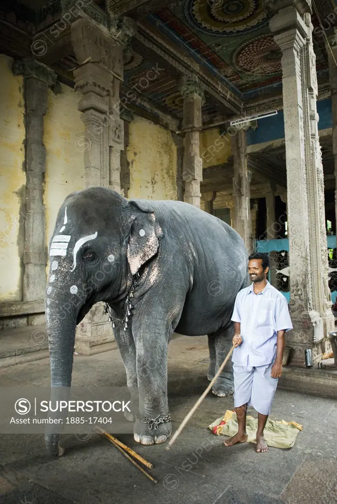 India, Tamil Nadu, Madurai, Sri Meenakshi Sundareshwara Temple - the temple elephant