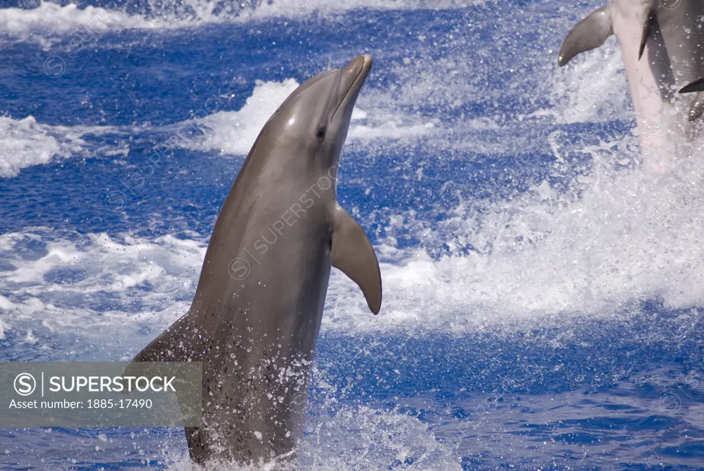Spain, Valencia Region, Valencia, Dolphin show at Oceanografico