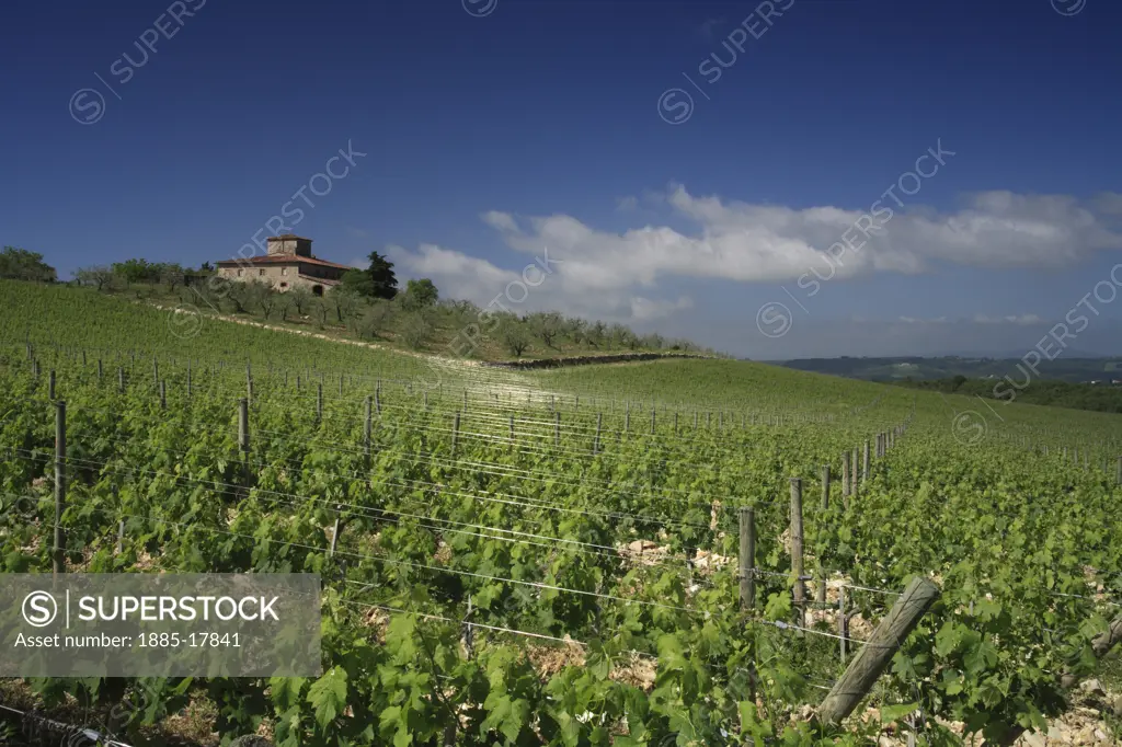Italy, Tuscany, Castello di Brolio - near, House with vineyard and olive grove 