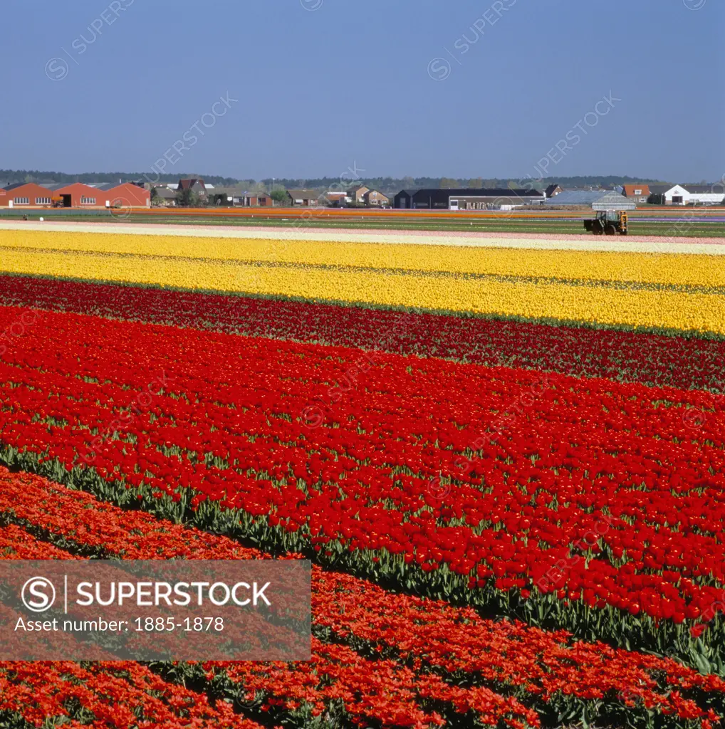 Netherlands, Zuid Holland Province, Nr. Lisse, Tulip Fields