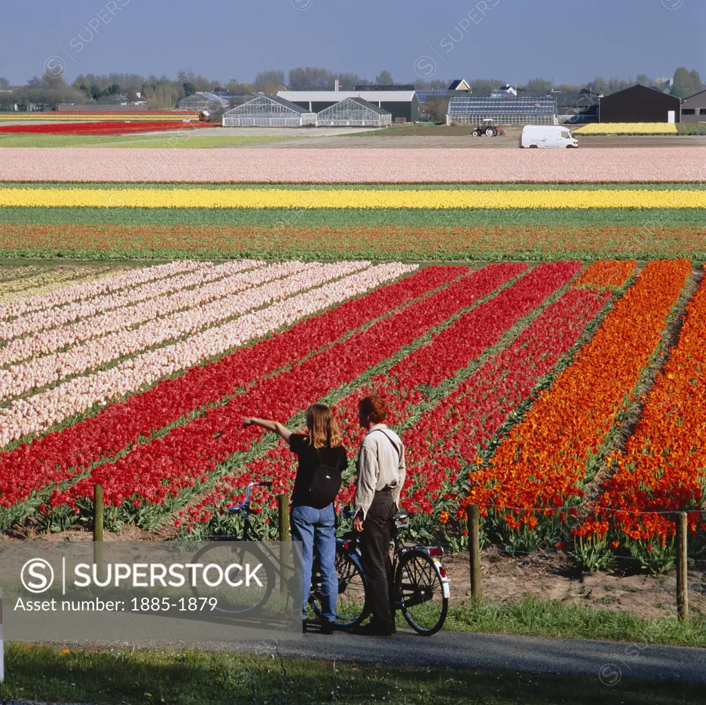 Netherlands, Zuid Holland Province, Nr. Lisse, Tulip Field
