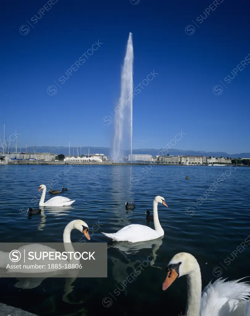 Switzerland, Geneva Canton, Geneva, Lake Geneva - Jet d'Eau fountain and swans