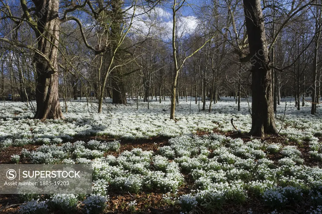 UK - England, Berkshire, Newbury - near, Welford Park - snowdrop woods