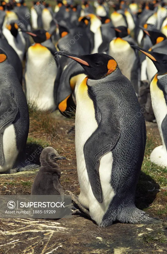 Falkland Islands, East Falkland, , General, King Penguin colony - penguin chick