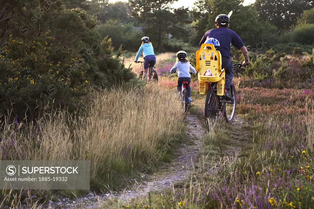 UK - England, Dorset, Holt Heath, Family cycling on heathland track