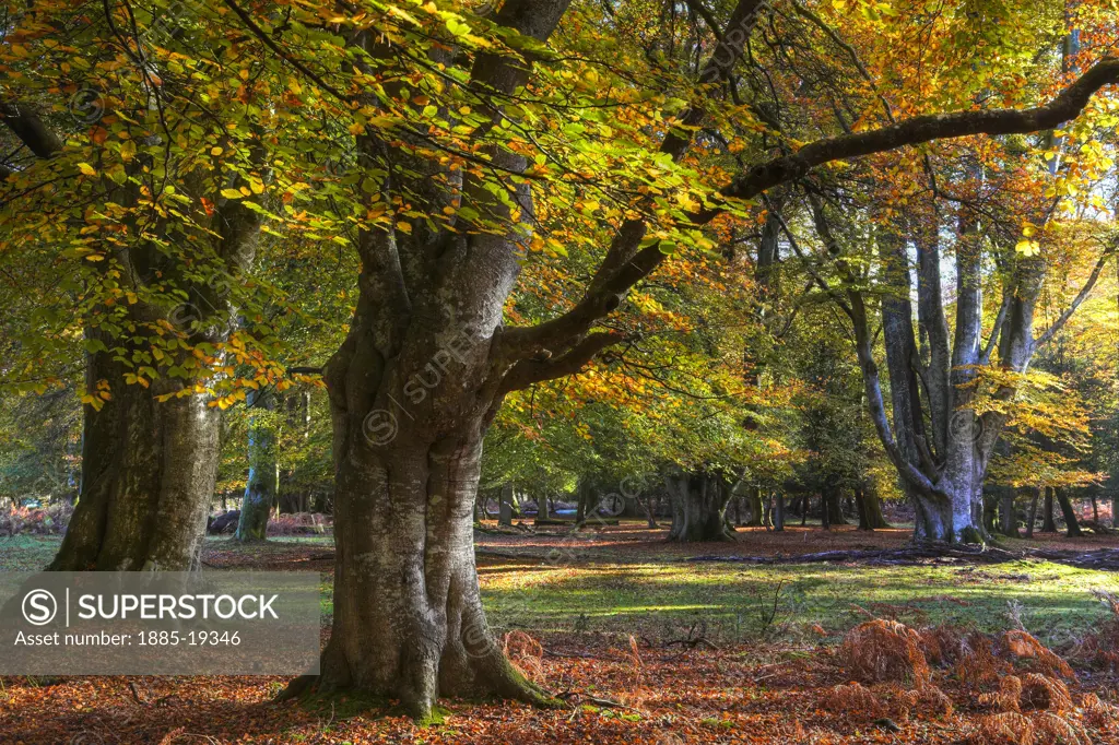 UK - England, Hampshire, New Forest, Bolderwood in autumn
