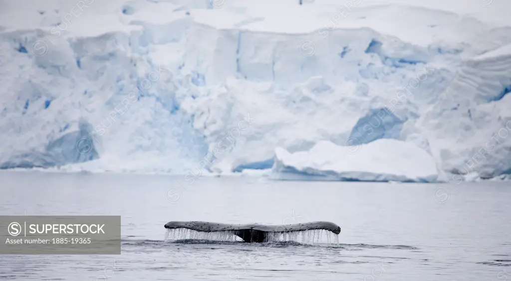 Antarctica, , Antarctic Peninsula, Humpback Whale in Paradise Harbour