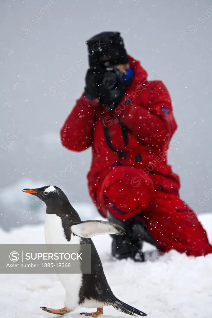 Antarctica, , Antarctic Peninsula, Tourist photographing Gentoo Penguin