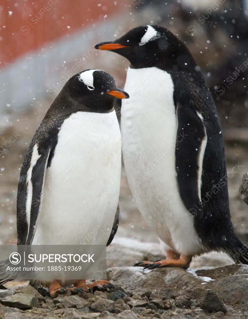 Antarctica, , Antarctic Peninsula, Gentoo Penguins in snow