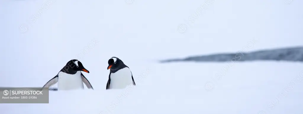 Antarctica, , Antarctic Peninsula, Gentoo Penguins in the snow