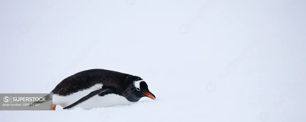 Antarctica, , Antarctic Peninsula, Gentoo Penguin sliding in the snow