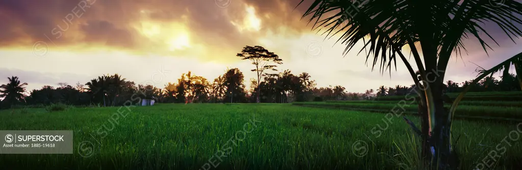 Indonesia, Bali, Ubud - near, Rice fields at dusk