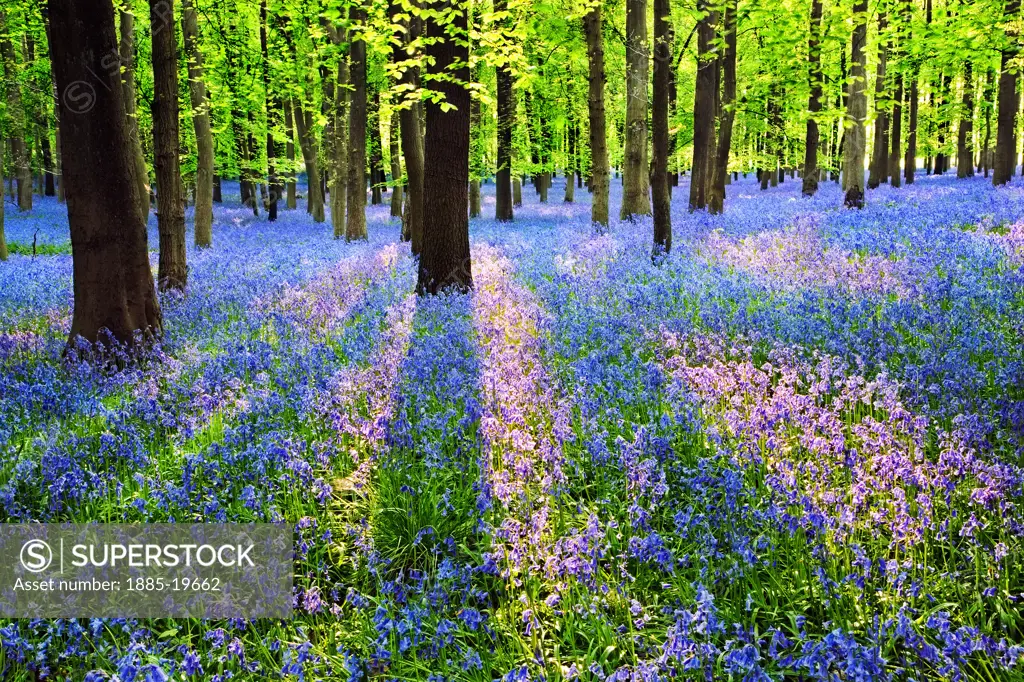 UK - England, Hertfordshire, General, Bluebell wood in Spring