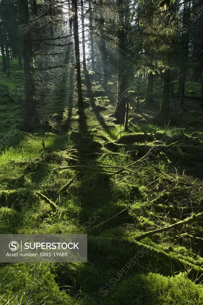 UK - Northern Ireland, County Tyrone, Davagh Forest, Sun rays through the forest