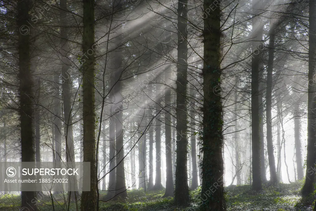 UK - England, Devon, Morchard Bishop, Morchard Wood on a misty morning