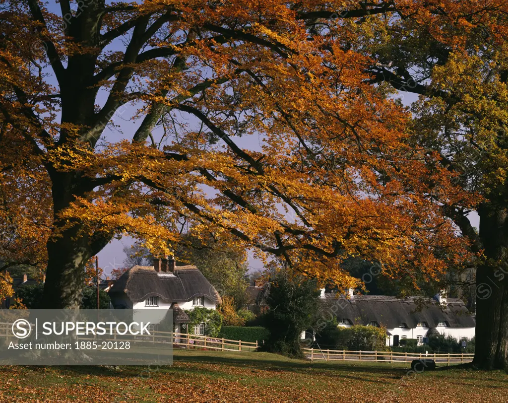 UK - England, Hampshire, Swan Green, New Forest scene - thatched cottages in autumn  