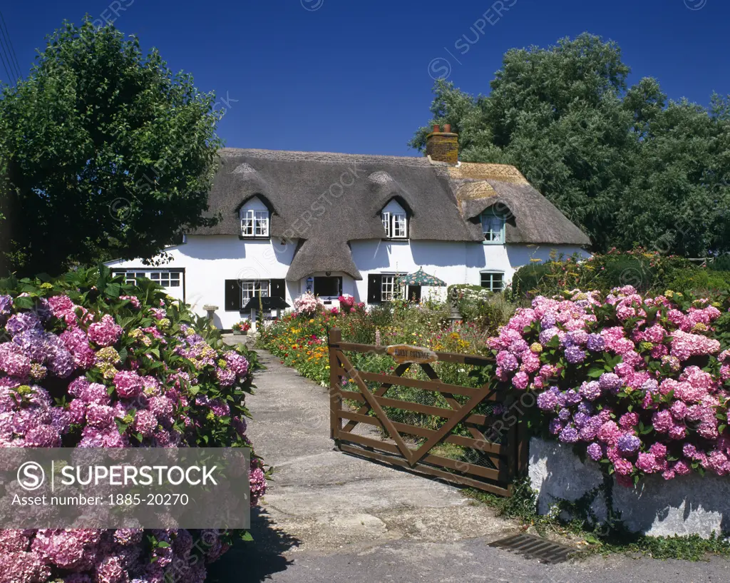 UK - England, Dorset, General, Cottages - thatched cottage and garden in summer