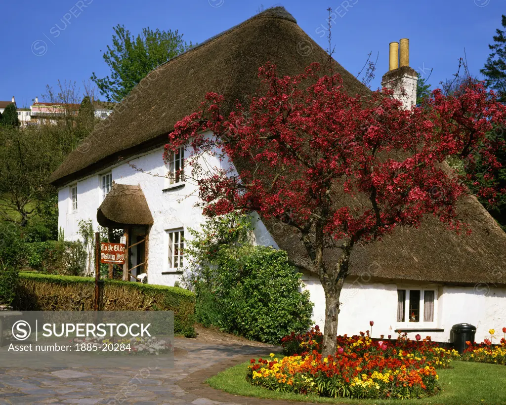 UK - England, Devon, Cockington, Cottages - thatched cottage and garden in spring