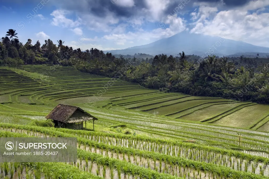 Indonesia, Bali, General, View over rice fields 