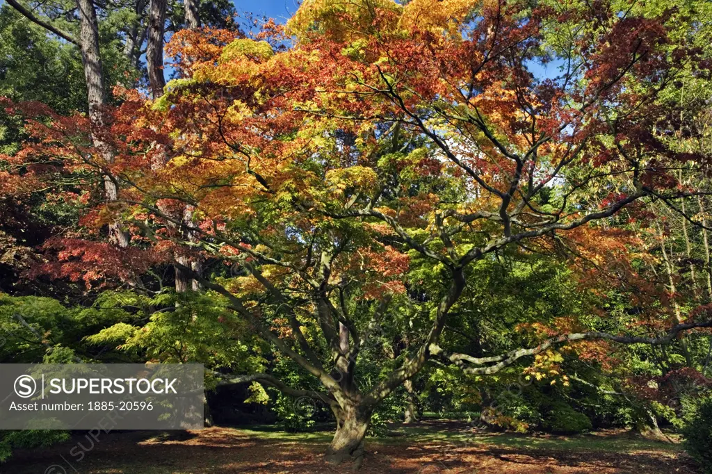 UK - England, Gloucestershire, Tetbury - near, Westonbirt Arboretum - Japanese Maple in autumn
