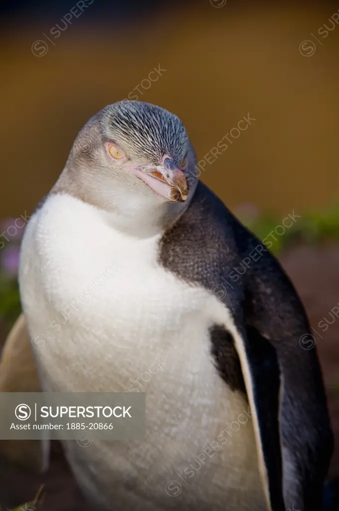 New Zealand, South Island, Moeraki, Wildlife - Yellow Eyed Penguin
