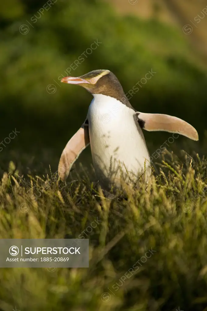 New Zealand, South Island, Moeraki, Yellow Eyed Penguin