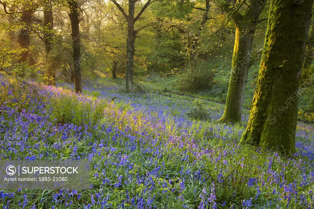 UK - England, Dorset, Cerne Abbas, Dawn in the bluebell woods at Batcombe