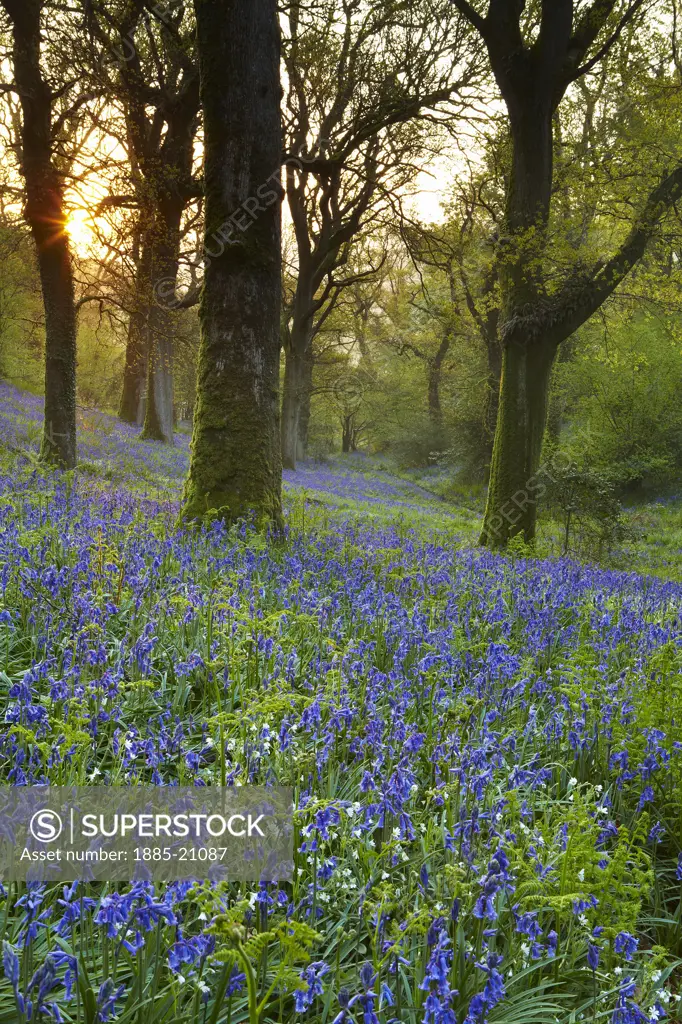 UK - England, Dorset, Cerne Abbas, Bluebells in the woods at Batcombe