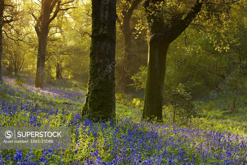UK - England, Dorset, Cerne Abbas, Dawn in the bluebell woods at Batcombe