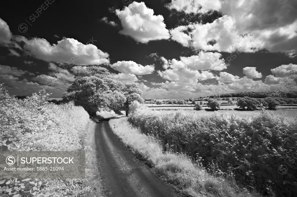 UK - England, Dorset, Up Cerne - near, A country lane in summer
