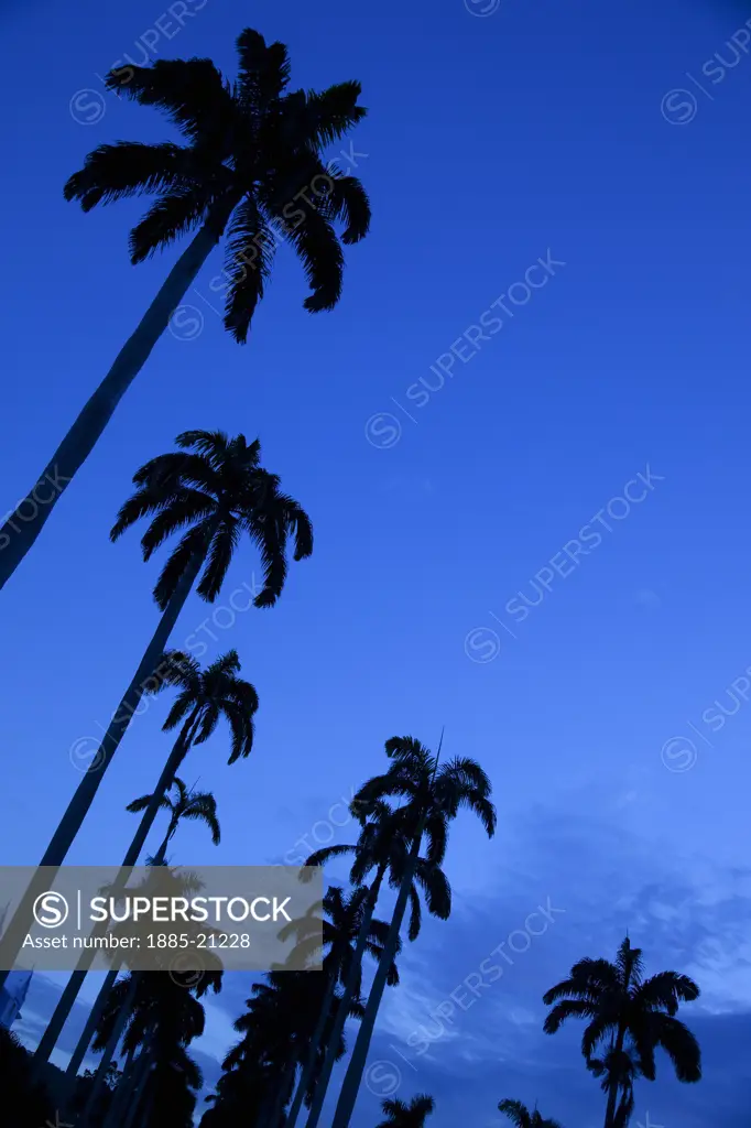 Caribbean, Jamaica, Ocho Rios, Palm trees at dusk