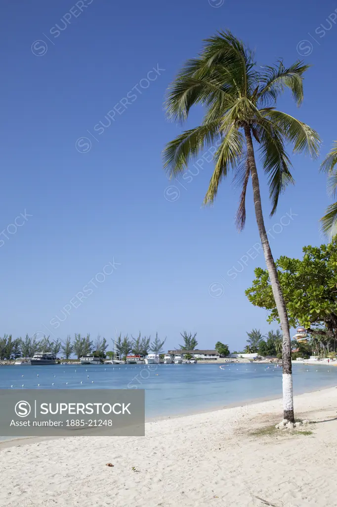 Caribbean, Jamaica, Ocho Rios, Beach and palm tree