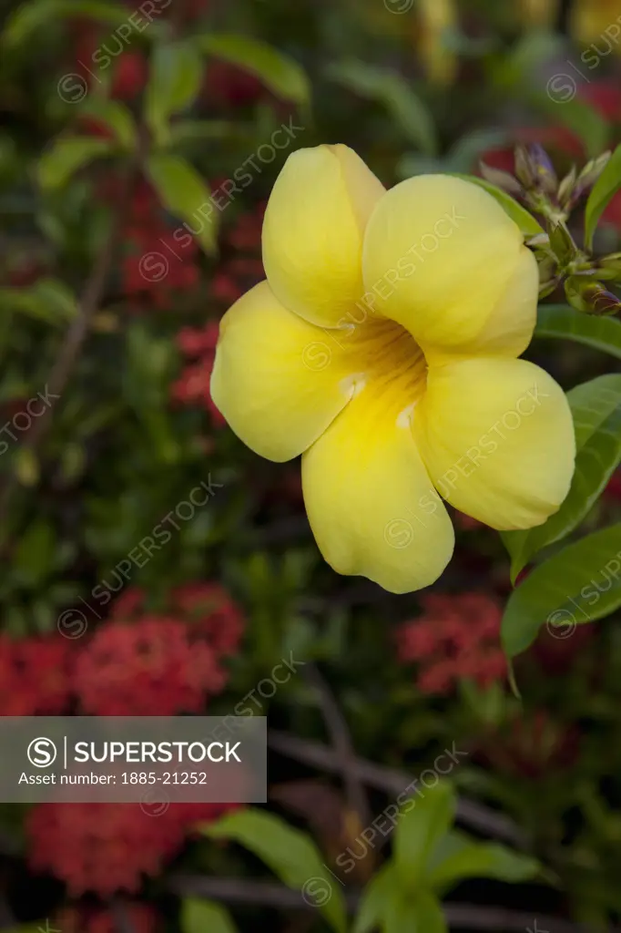 Caribbean, Jamaica, Ocho Rios, Local flora