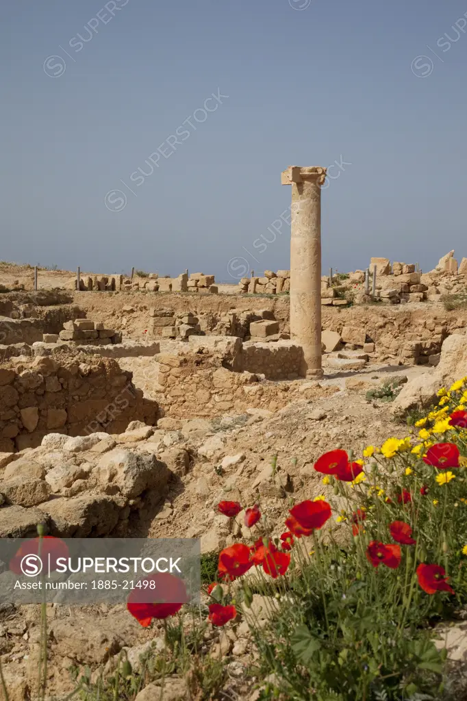 Cyprus, South Cyprus, Paphos, Roman Pillar & Poppies