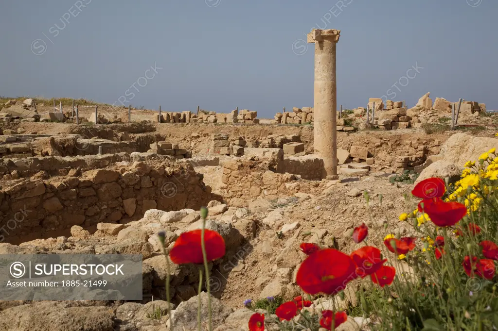 Cyprus, South Cyprus, Paphos, Roman Pillar & Poppies