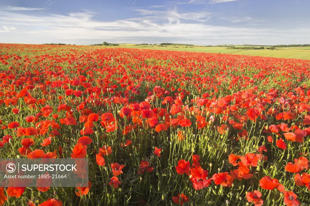 UK - England, Sussex, Arundel, Poppy Field on the South Downs West Sussex