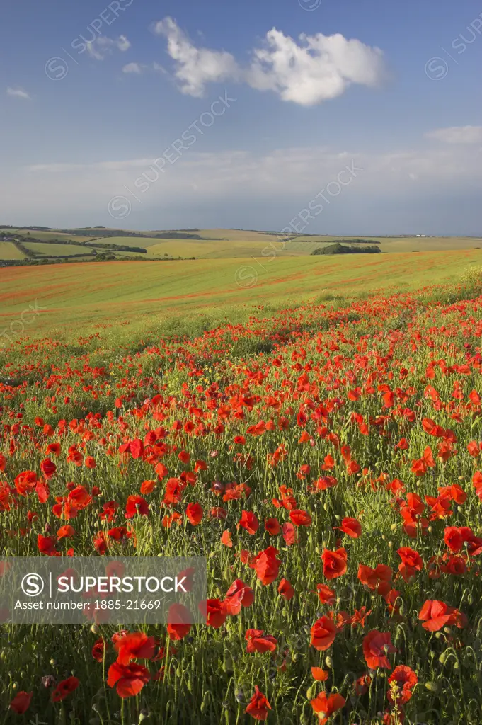 UK - England, Sussex, Arundel, Common Poppy Papaver rhoeas on the South Downs nr Brighton West Sussex