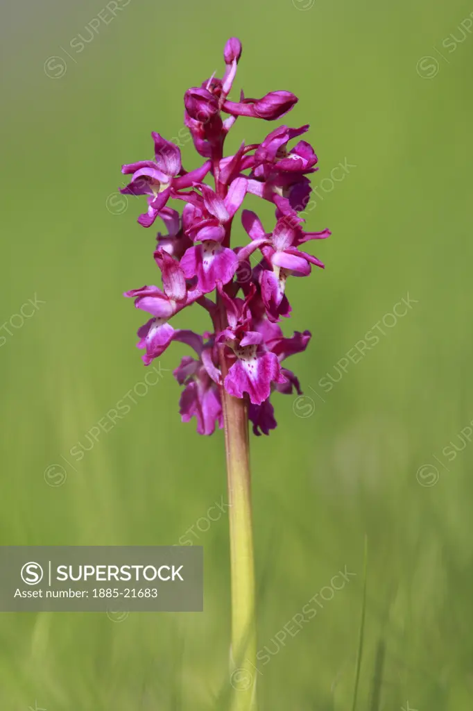 UK - England, Dorset, Blandford Forum, Early Purple Orchid Orchis mascula Blandford Forum Dorset